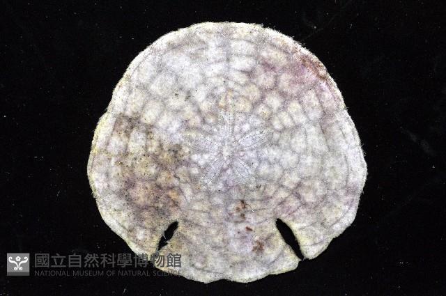 裂邊毛餅海膽藏品圖，第6張