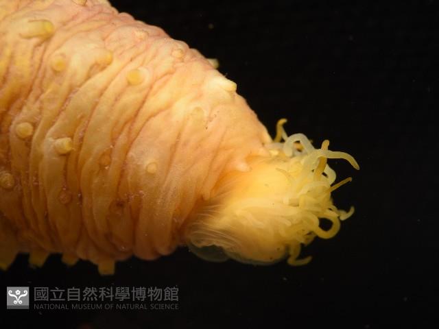 黃疣海參藏品圖，第6張