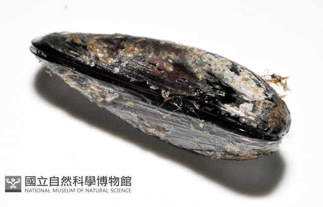 臺灣深海殼菜蛤藏品圖，第6張
