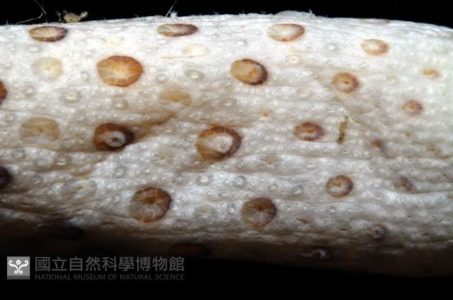 哈氏仙人掌海鰓藏品圖，第6張