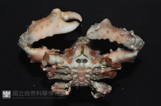蝕菱蟹之一種藏品圖，第6張