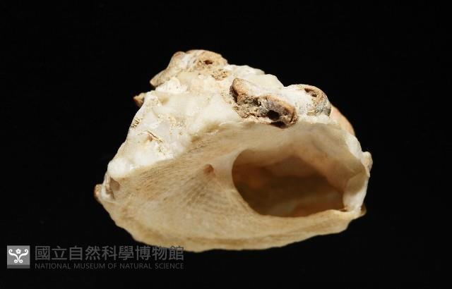 礫石綴殼螺藏品圖，第6張