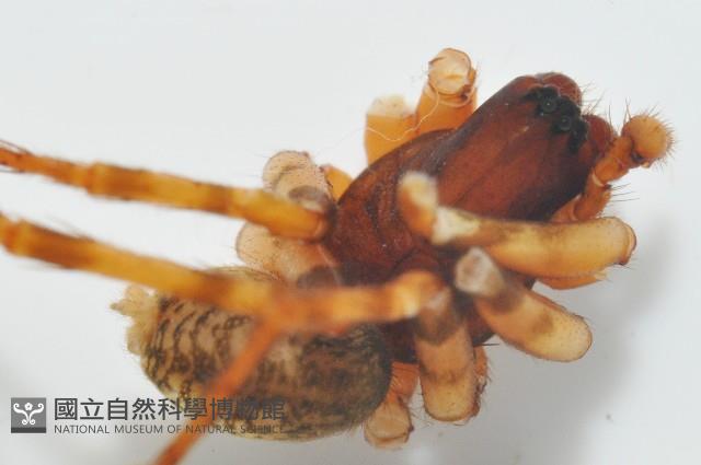 寬股隙蛛藏品圖，第6張