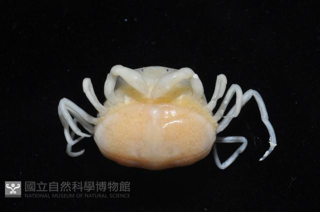 中華蚶豆蟹藏品圖，第6張