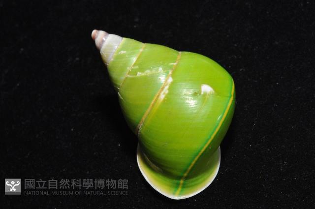 綠巴布亞蝸牛藏品圖，第6張
