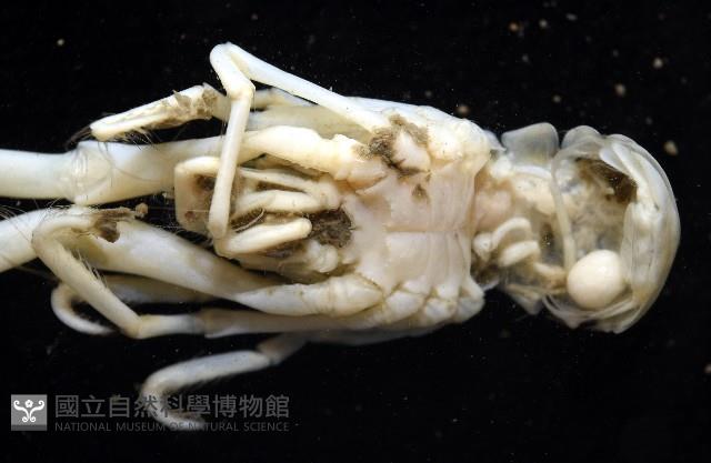未知種折尾蝦藏品圖，第6張