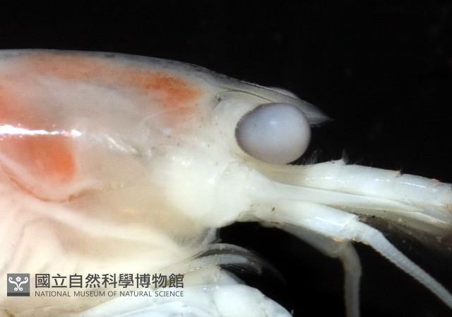 未知種新米蝦藏品圖，第6張