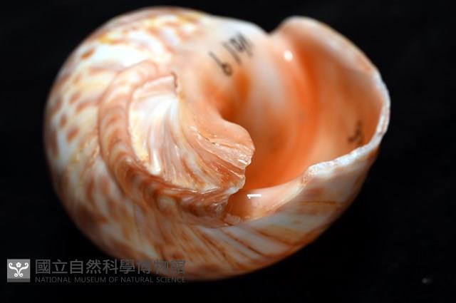 阿拉伯鳳螺藏品圖，第6張