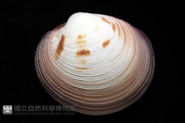 鉛球簾蛤藏品圖，第6張