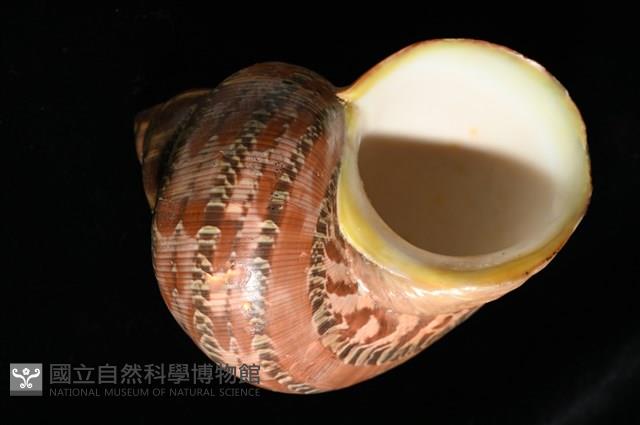 貓眼蠑螺藏品圖，第6張
