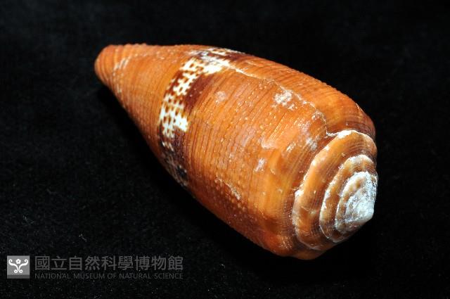 花帶芋螺藏品圖，第6張