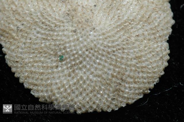 未知種齊苔蟲藏品圖，第6張