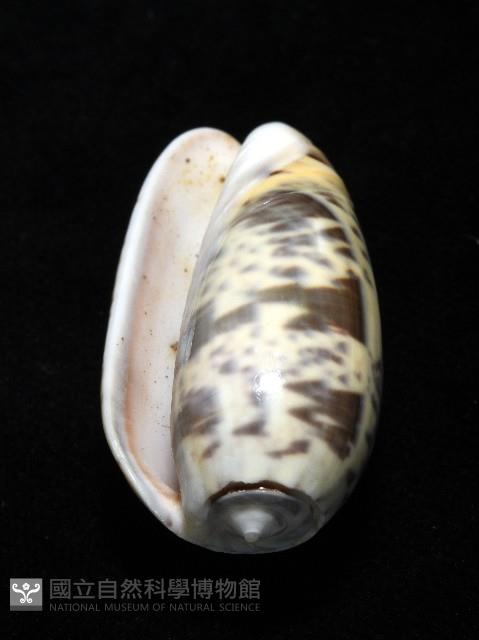 登錄號:007819-00136藏品圖，第6張