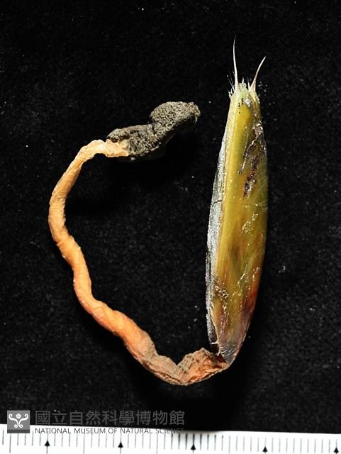 亞氏海豆芽藏品圖，第6張