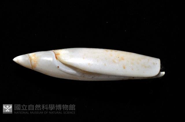 飛彈螺藏品圖，第6張