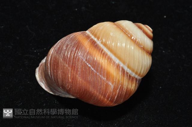 南亞蝸牛之一種藏品圖，第6張
