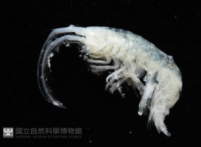 未知種深海鉤蝦藏品圖，第6張