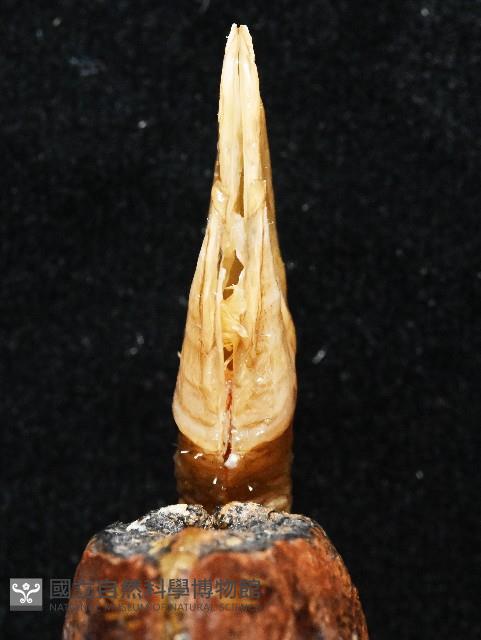 繁毛阿南鎧茗荷藏品圖，第6張