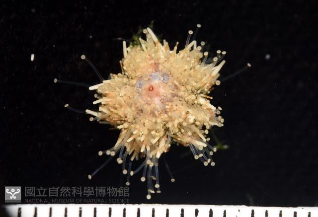 疣裸海膽藏品圖，第6張