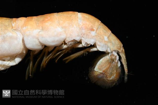 劍脊槍蝦藏品圖，第6張