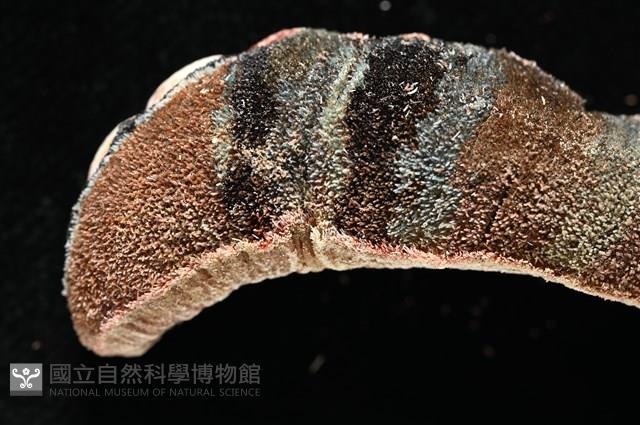 眼形隱板石鱉藏品圖，第6張