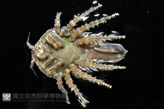 南極劍突水虱藏品圖，第6張