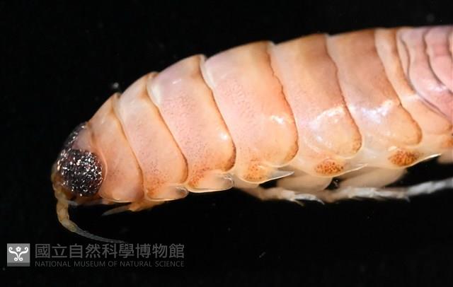 未知種紡錘水虱藏品圖，第6張