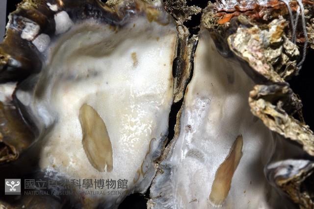 鋸齒牡蠣藏品圖，第6張