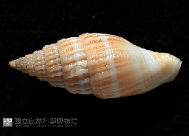 展翼蛹筆螺藏品圖，第6張
