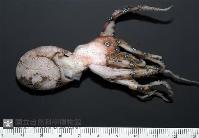 未知種藍環章魚藏品圖，第6張