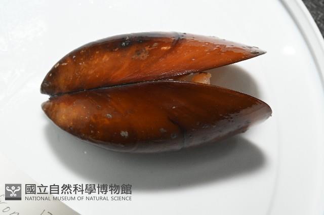 平端深海殼菜蛤藏品圖，第6張