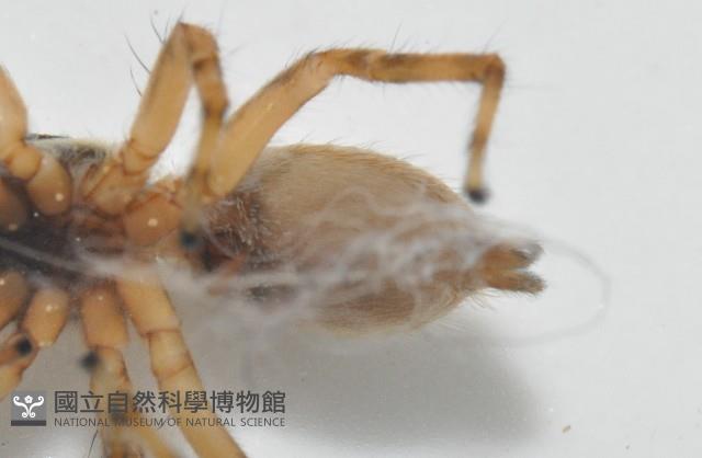 雙帶扁蠅虎藏品圖，第6張