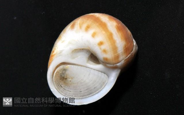 玉螺之一種藏品圖，第6張