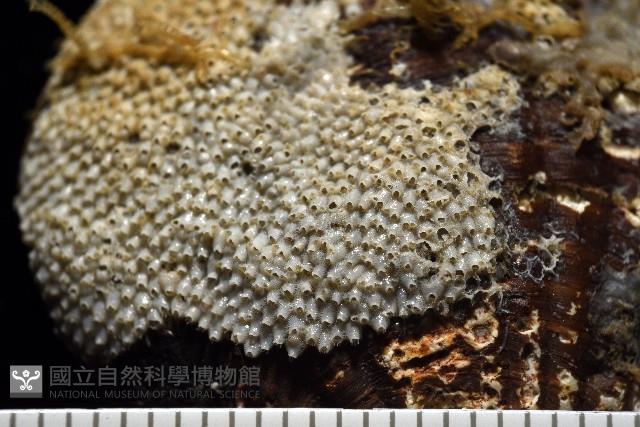北極有柄海鞘藏品圖，第6張