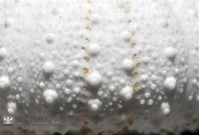 艾氏鋸海膽藏品圖，第6張
