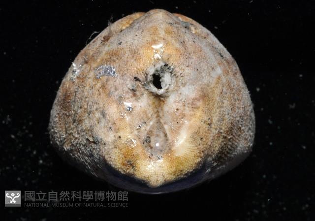 命運神海膽藏品圖，第6張