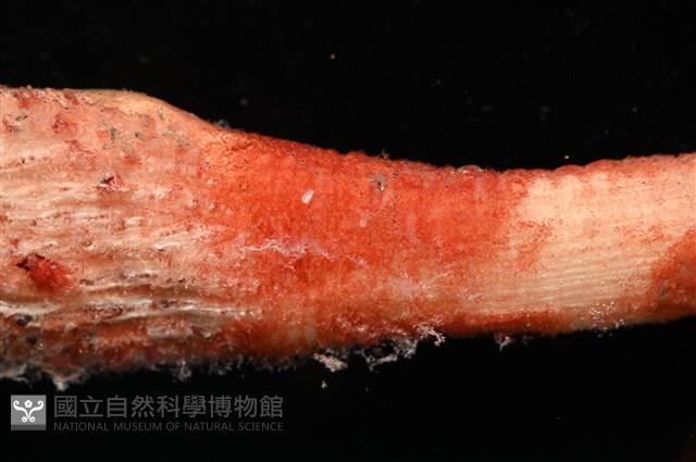 麥氏棘羽海鰓藏品圖，第6張