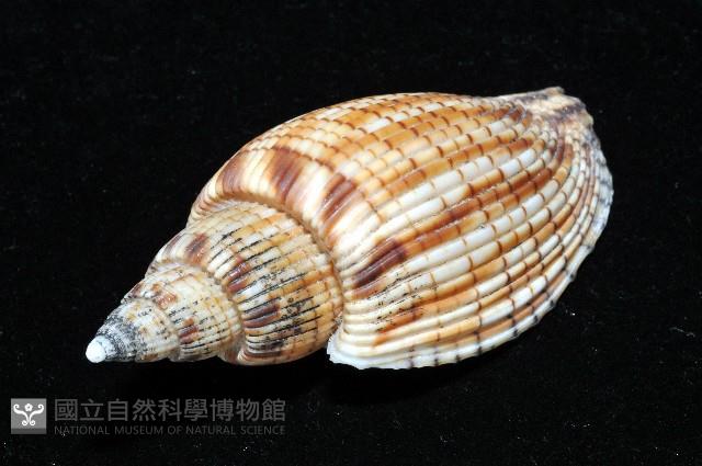 黑田渦螺藏品圖，第6張