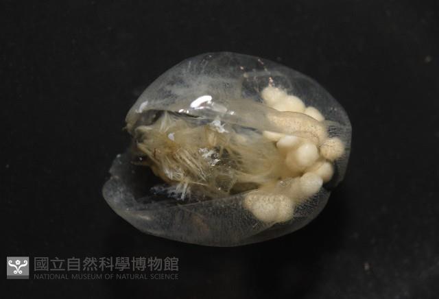 未知種海螢藏品圖，第6張