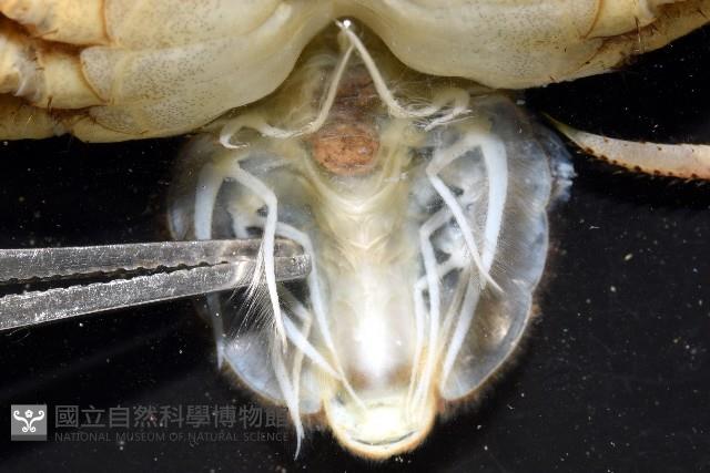 印痕仿相手蟹藏品圖，第6張