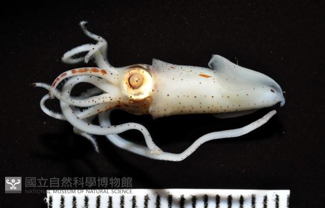 線紋擬鉤腕魷藏品圖，第6張