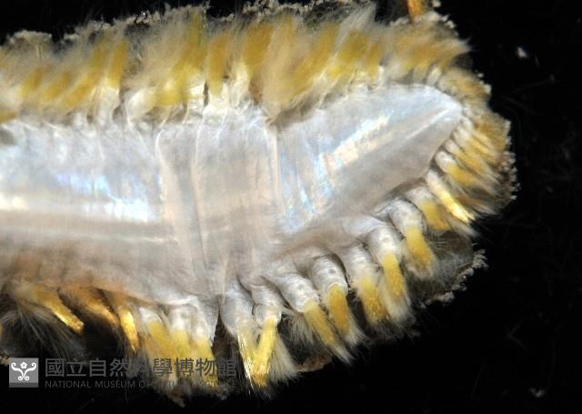 粗糙雙指鱗蟲藏品圖，第6張