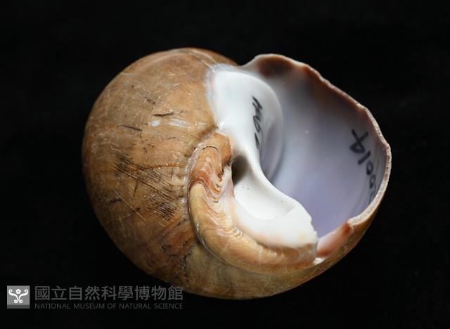 波部鳳螺藏品圖，第6張