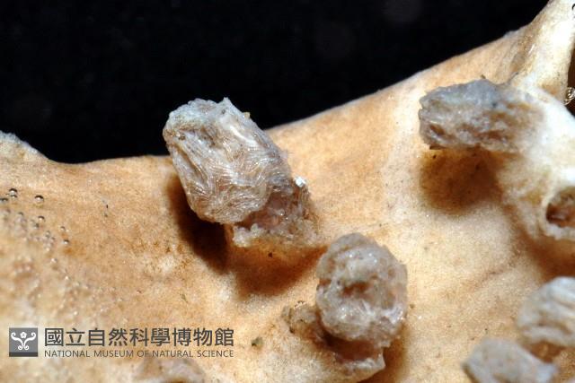 未知種莖管珊瑚藏品圖，第6張