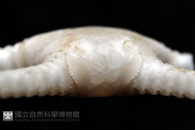 深海粗蛇尾藏品圖，第6張