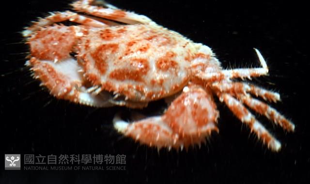 多刺毛刺蟹藏品圖，第6張