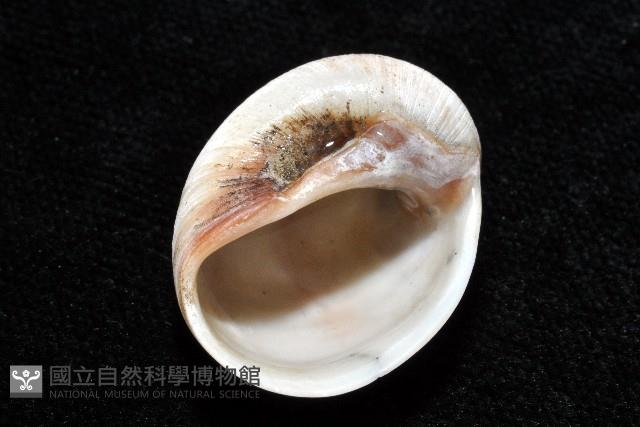 褐帶玉螺藏品圖，第6張