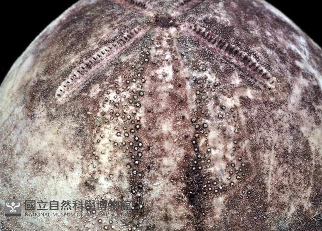 心形緣帶海膽藏品圖，第6張