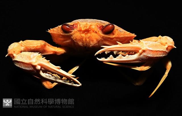 虹色圓趾蟹藏品圖，第6張