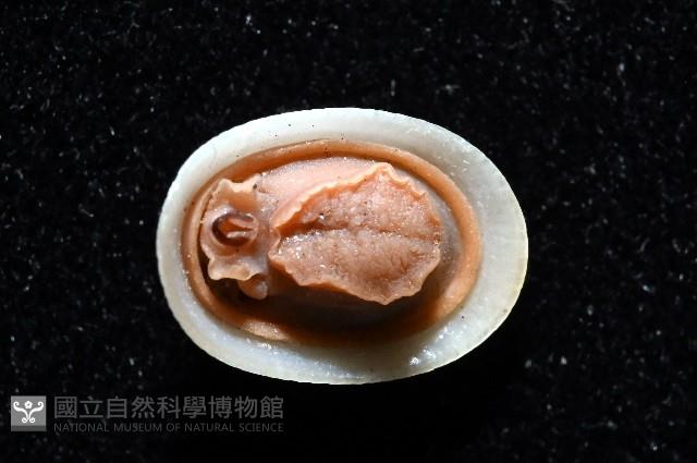 梳齒笠螺之一種藏品圖，第6張